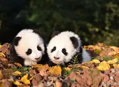关于库里亏损创英超纪录球迷热议的信息 关于库里亏损创英超纪录球迷热议的信息